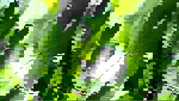 Remi Walle Ui3bognjtl0 Unsplash